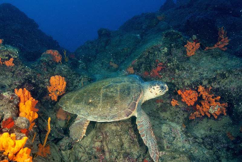 غواصی در میان ویرانه¬هایی در خلیج مارماریس