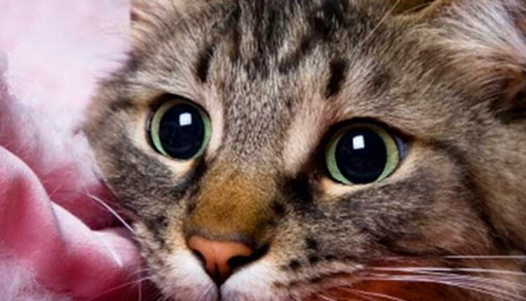 10کار زیبا اما عجیب گربه‌ها که وقتی شما را دوست دارند انجام می دهند