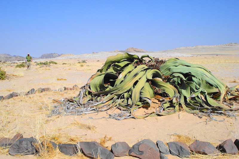 WELWITSCHIA MIRABILIS، نامیبیا