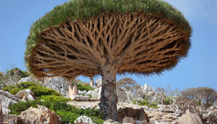 8 گیاه و درخت عجیب و غریب در جهان