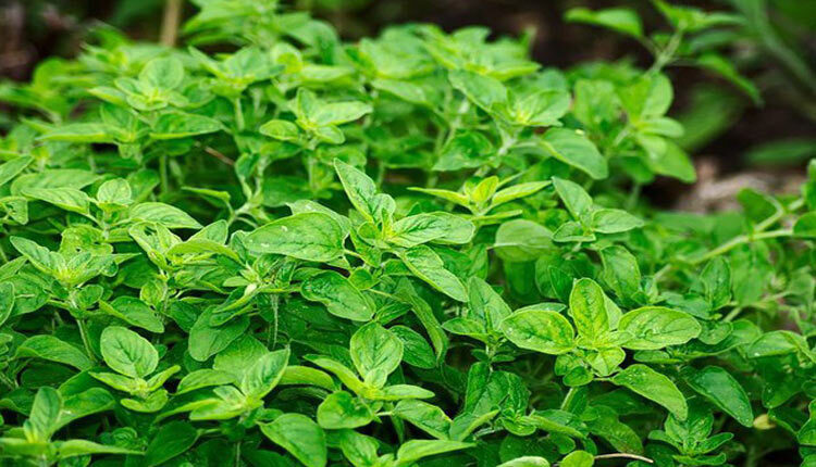 6 مورد از خواص و فواید پونه کوهی برای سلامتی بدن