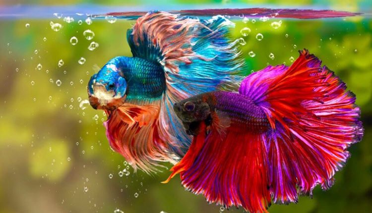 زیباترین ماهی های جهان