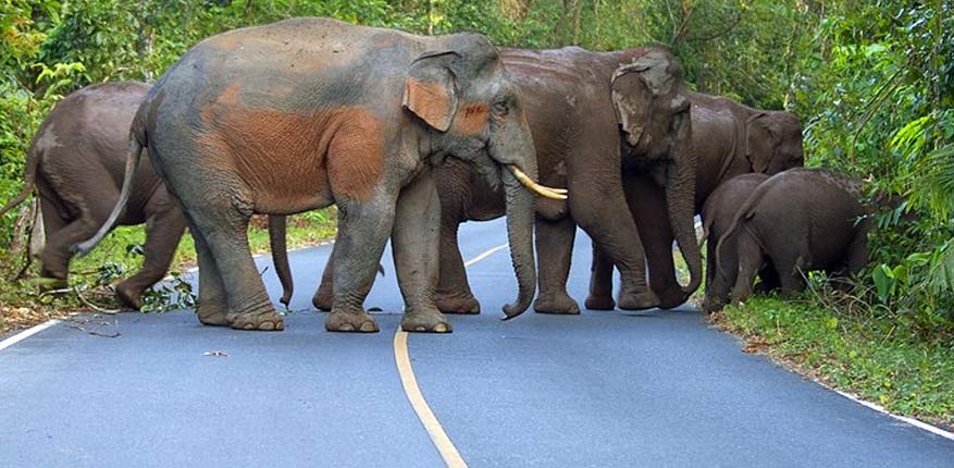 فیل های وحشی پارک ملی خائو یای