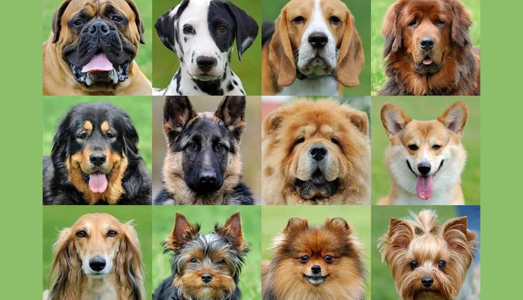 انواع نژاد سگ های دنیا