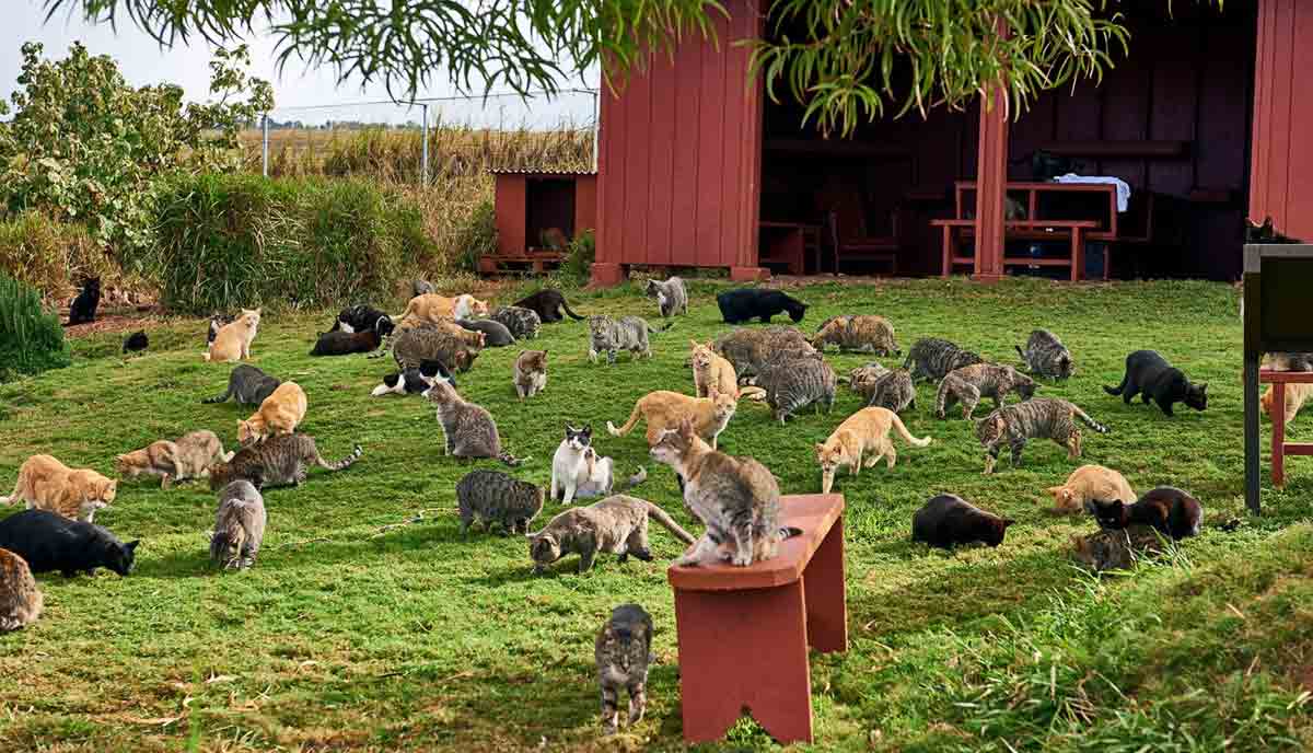 پناهگاه گربه‌ی لانای