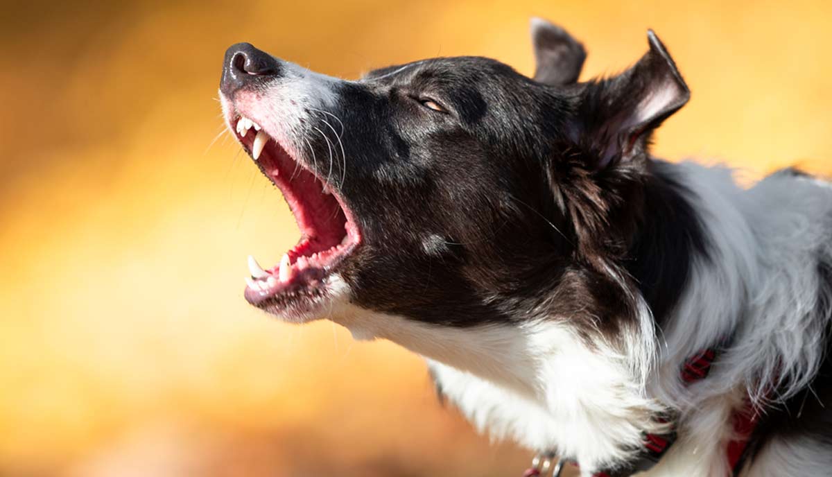 پارس کردن سگ