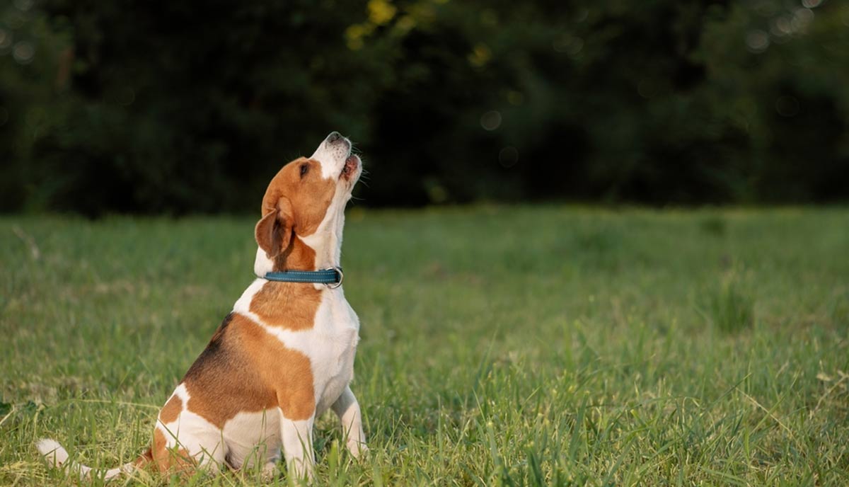 آموزش پارس نکردن سگ