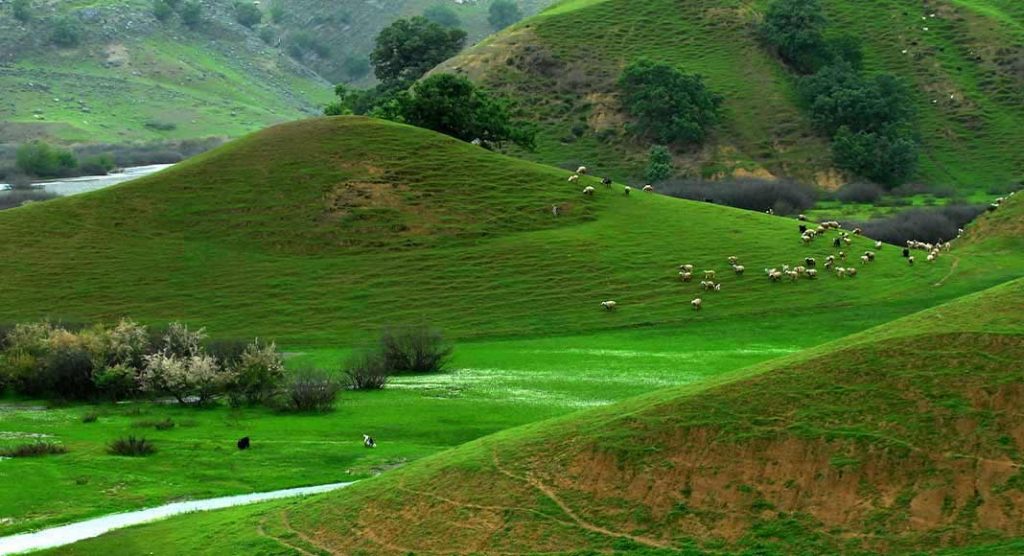 کوهرنگ