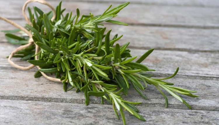طرز تهیه اسپری رزماری برای مو